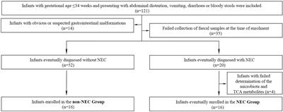 Changes of gut microbiota and tricarboxylic acid metabolites may be helpful in early diagnosis of necrotizing enterocolitis: A pilot study